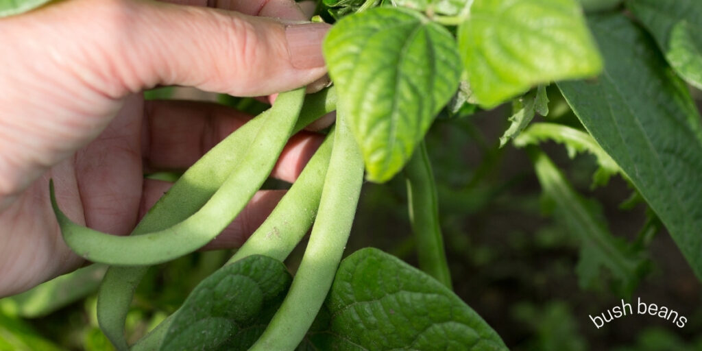 beans Top 5 Easiest Vegetables To Grow