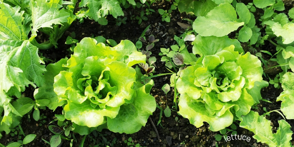 lettuce plants Top 5 Easiest Vegetables To Grow