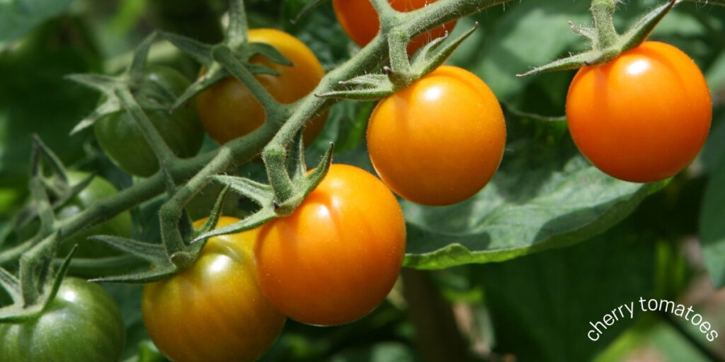 tomatoes Top 5 Easiest Vegetables To Grow