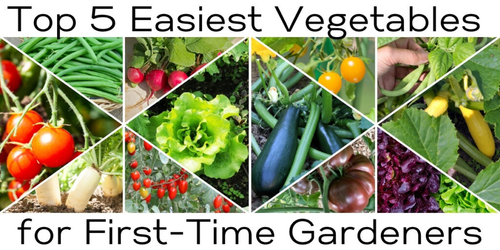 top 5 easiest vegetables to grow
