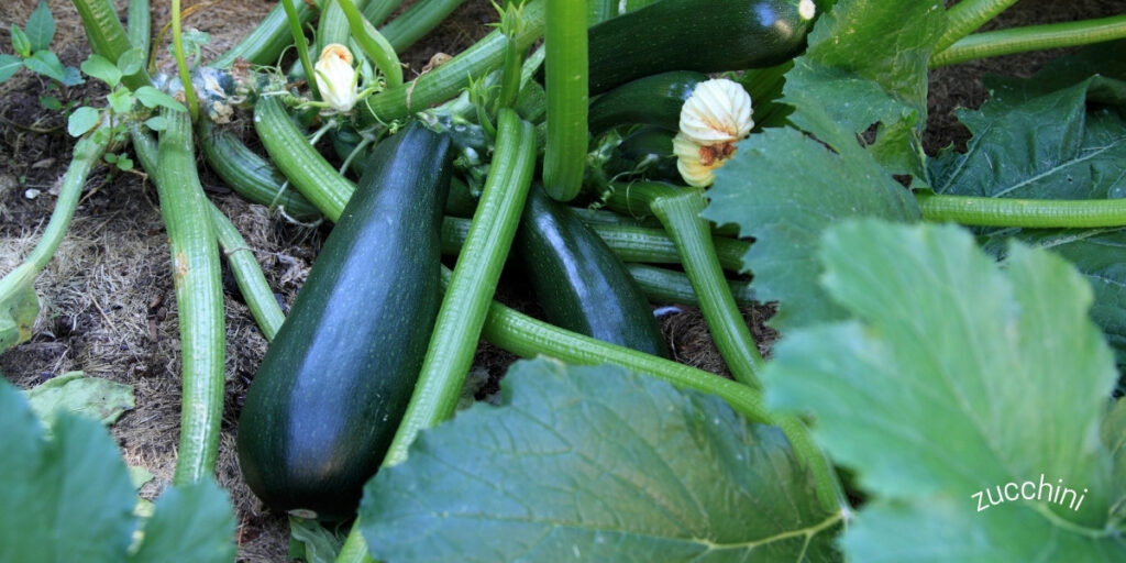 zucchini Top 5 Easiest Vegetables To Grow