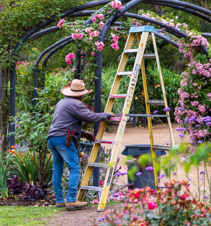 How to Raise Flowers that Grow Back Yearly: Your Step-by-Step Guide