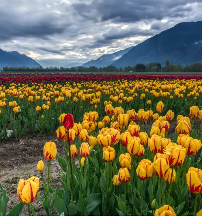 Unlocking the Rhythmic Dance of Nature: Layering and Interplanting in Your Garden